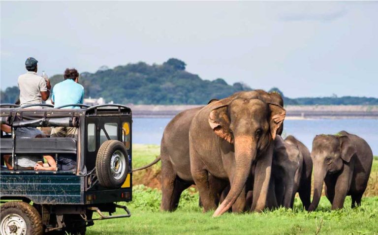 Wildlife Safaris – Yala & UdawalaweFor wildlife lovers, a Sri Lanka winter safari is a must. Spot elephants, leopards, crocodiles, and hundreds of bird species in Sri Lanka’s renowned national parks.